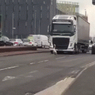 Swan dissrupts traffic