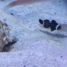 Antagonistic fish
