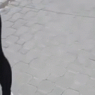 Puppy falls in water after running from a plastic bag