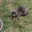 Chipmunk hides on cat's back