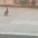 Driver helps ducklings to join their mother