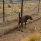 Gentleman lion kisses dog's paw