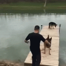 German Shepherd has a bad day