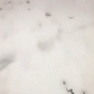 Skier has a surprise