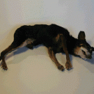 Cat in a dog/dog in a cat taxidermy