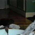 Dog checking out what's on the table