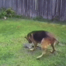 Dog owns kid with shovel