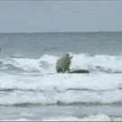 Surfing sheep