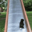 Cats on a slide
