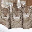 Talking lynxes