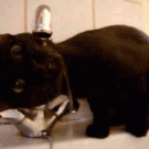 Cat drinking from the tap