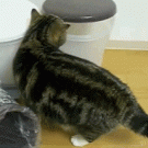 Maru vs. trash bin