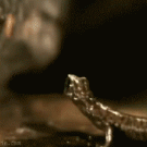 Lizard catches fly