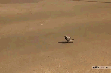 1305690443_pigeon-almost-run-over-by-bus.gif