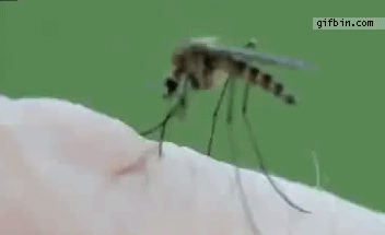1306144851_timelapse_closeup_mosquito_bi