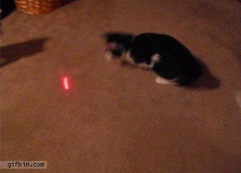 1306235375_cat_vs_laser_pointer.gif