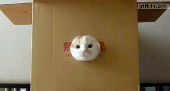 1306319431_cat_sticking_out_head_of_box.gif