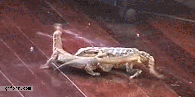 Lizard tail fight