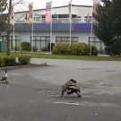 Goose fight goes awry