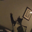 Cat fist bump