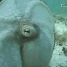Camouflaged octopus