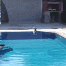 Guy in swimming pool scares cat