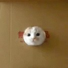Cat sticking head out of box