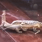 Lizard tail fight
