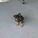 Dog growing from 8 weeks to 1 year in time-lapse