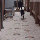 Cat playing