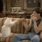 Matt LeBlanc boxing with a cat (Top of the Heap)