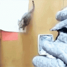 Slo-mo hanger cat jump