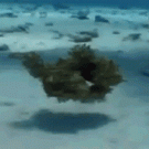 Mimic octopus runs on two legs