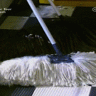 Mops turn into dogs