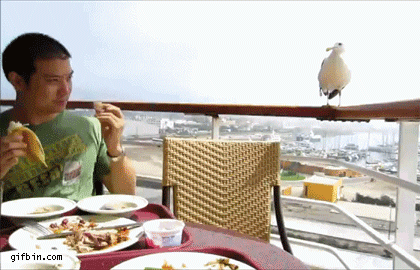 1368552515_seagull_steals_food.gif