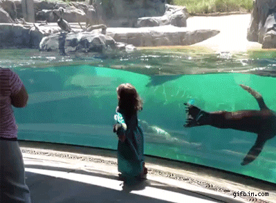 1369070880_sea_lion_worried_about_little