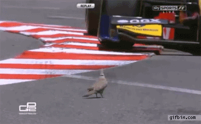 1369674162_pigeon_almost_hit_by_f1_car.gif