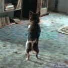 Chihuahuas dancing