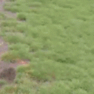 Dog bounces off ball