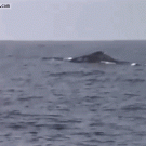 Dog goes after whale