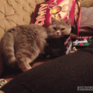 Cat tries to get in small box