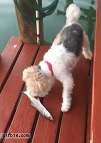 1401213913_fox_terrier_vs_flapping_fish.