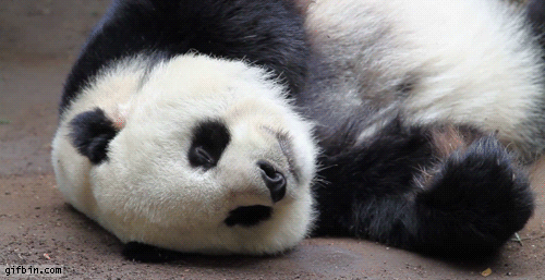 1401733362_sleeping_panda.gif