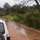 Mama buffalo saves her baby from lion