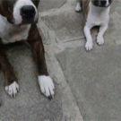 Chihuahua steals sausages from other dogs