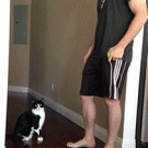 Cat asks for a hug