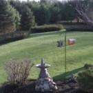 Bear vs. two bulldogs