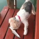 Fox Terrier vs. flapping fish
