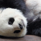 Sleeping panda