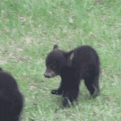 Bear cubs fighting
